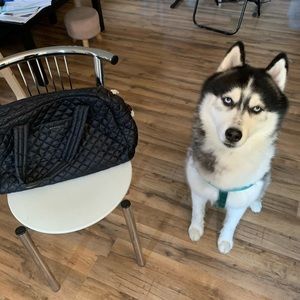 MZWALLACE JIMMY BAG (dog not included)